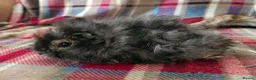 Guinea Pig rodents for sale: Beautiful swiss cross lunkarya sows - Advert 2