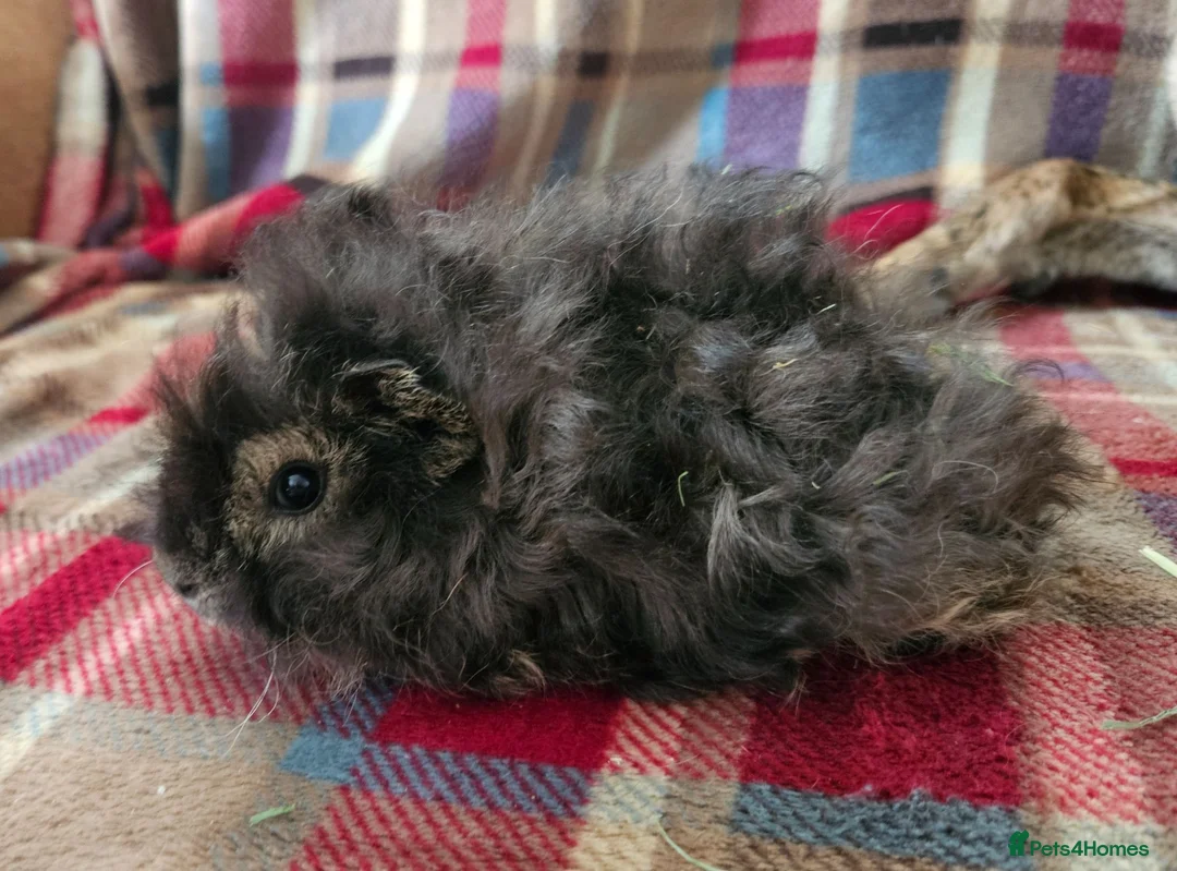 Guinea Pig rodents for sale: Beautiful swiss cross lunkarya sows - Advert 2
