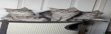 Maine Coon 4