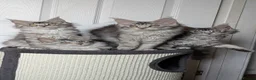 Maine Coon cats for sale: Maine coon kittens ready to leave now - Advert 13