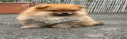 Pomeranian dogs for sale: Beautiful Boy Pomeranian Puppies - Advert 9