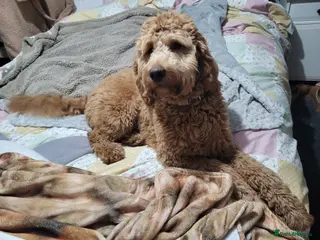 Goldendoodle dogs Gorgeous male Goldendoodle adorable boy - Advert 1