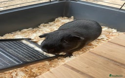 Guinea Pig rodents for sale: For Sale 2 Guinea Pigs With Cage and Accessories  - Image 5