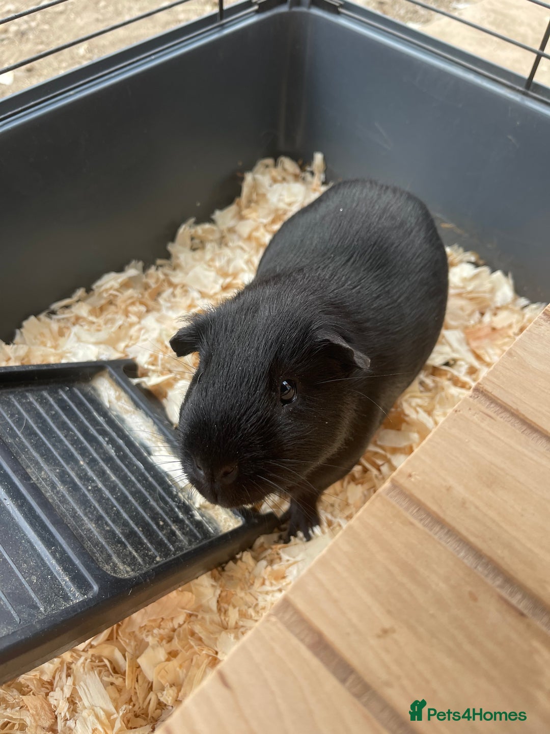 Guinea Pig rodents for sale: For Sale 2 Guinea Pigs With Cage and Accessories  - Image 5