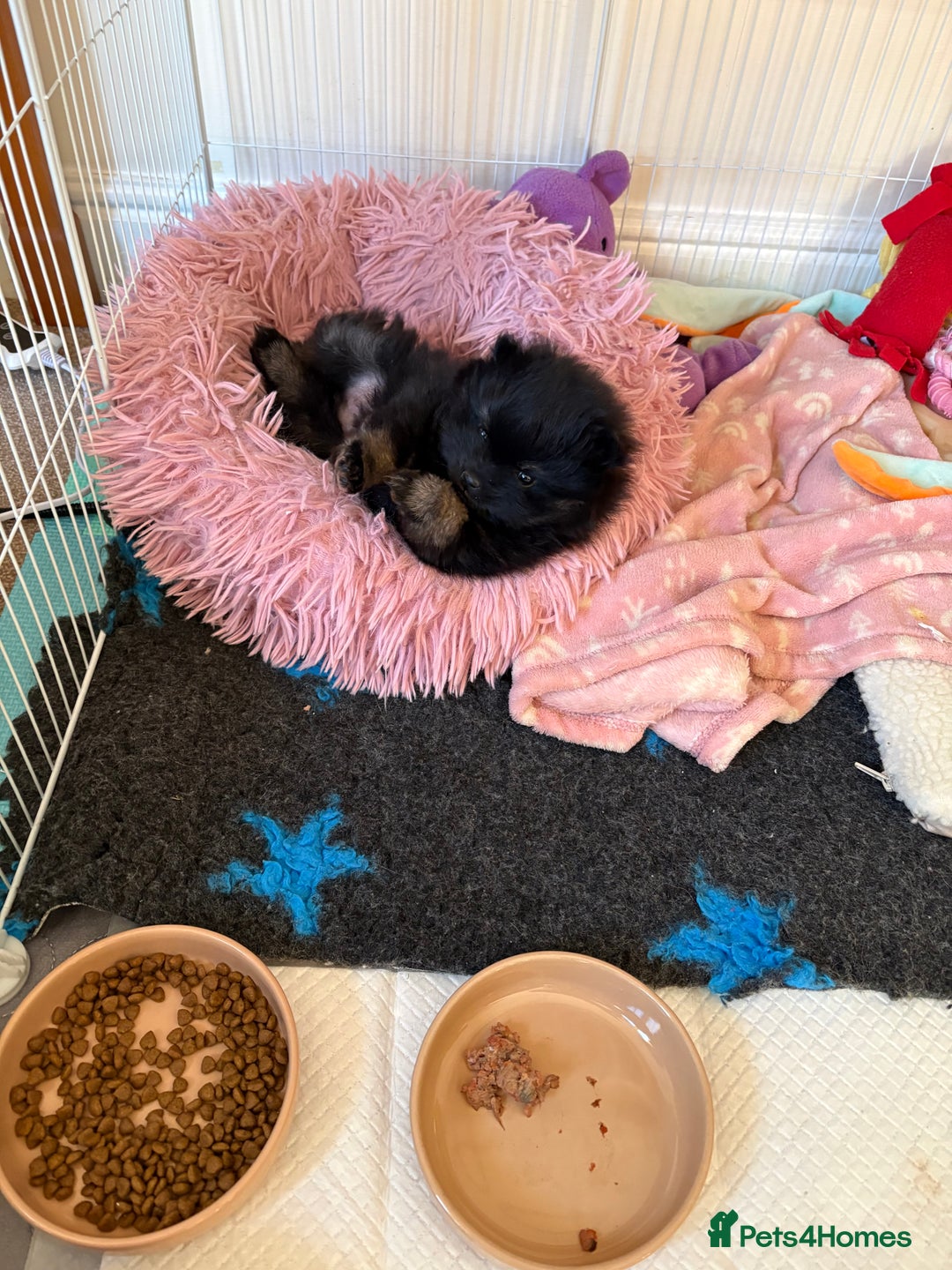 Pomeranian dogs for sale: Tiny Female Black Pomeranian Puppy  - Advert 14