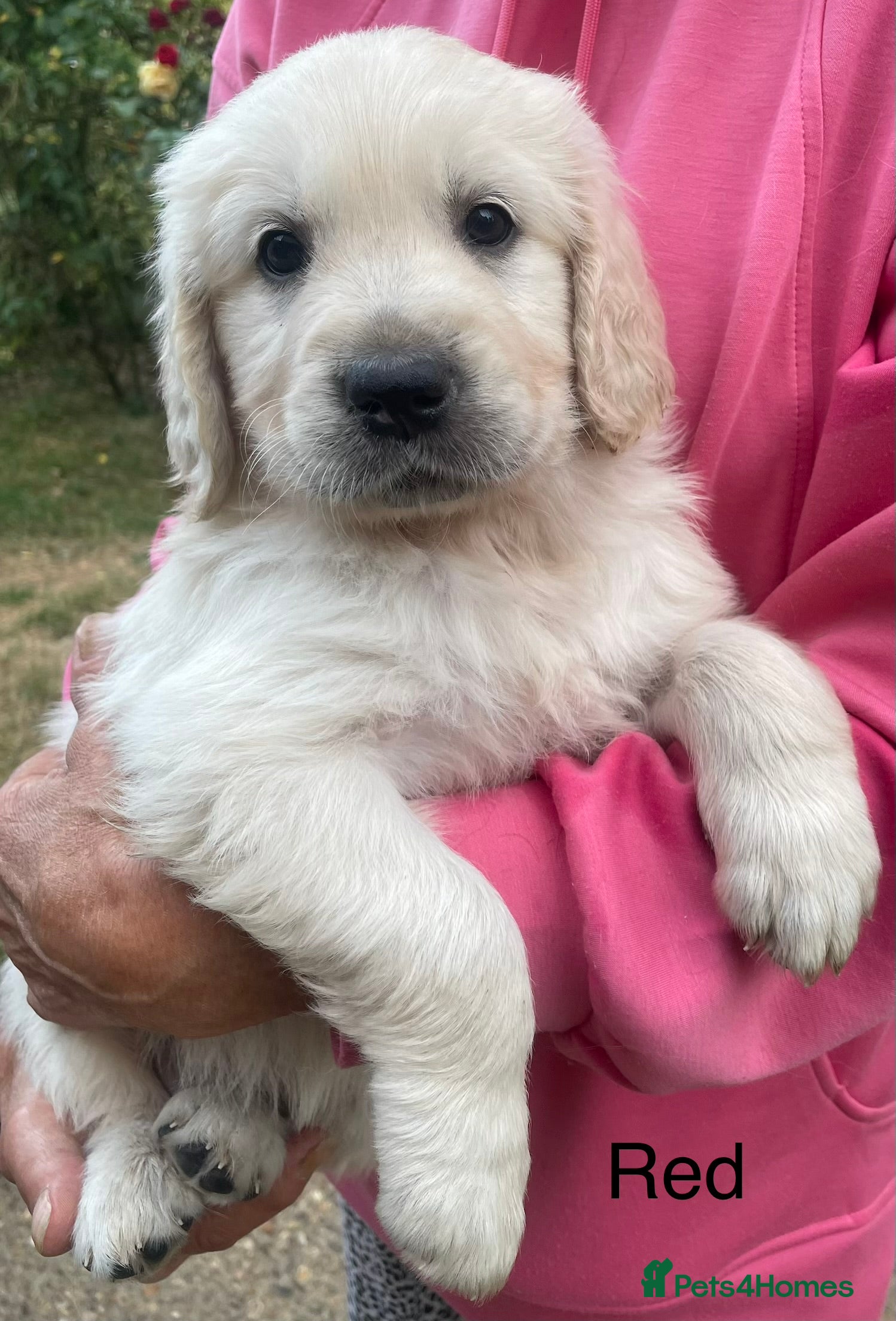 Golden Retriever dogs Gorgeous KC Registered Puppies - Advert 2