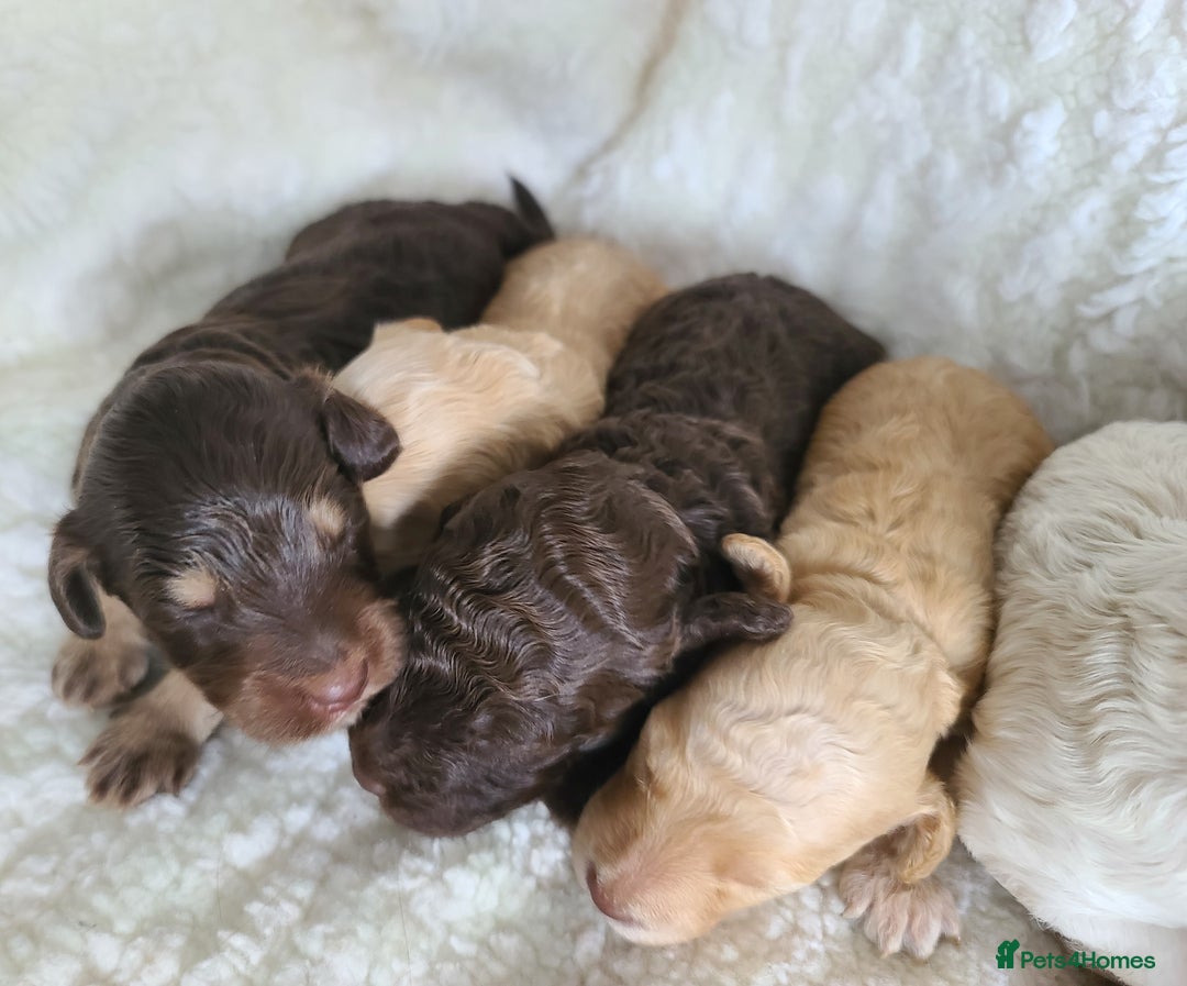 Cockapoo dogs for sale: F1b Cockapoos. Boys & Girls. DNA HEALTH TESTED - Image 23
