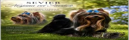 Yorkshire Terrier dogs for sale: READY NOW FULLY VACCINATED MINIATURE YORKIE KC DNA - Advert 2