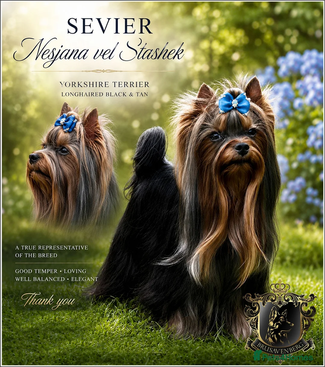 Yorkshire Terrier dogs for sale: READY NOW FULLY VACCINATED MINIATURE YORKIE KC DNA - Advert 2