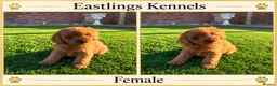 Cavapoo dogs for sale: F1 Cavapoos  - Advert 6