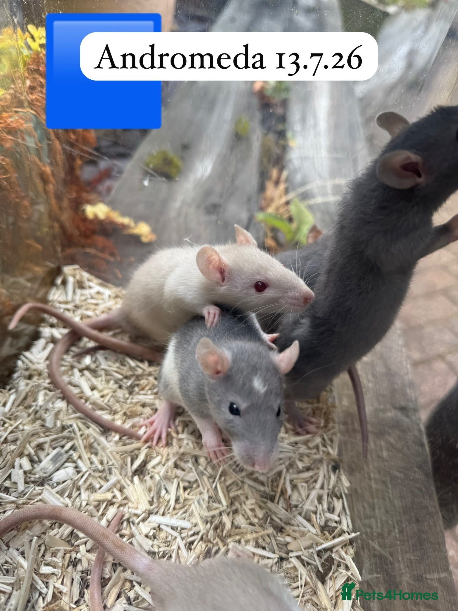 Rat rodents Baby full size and dwarf rats for sale Sheffield - Advert 5
