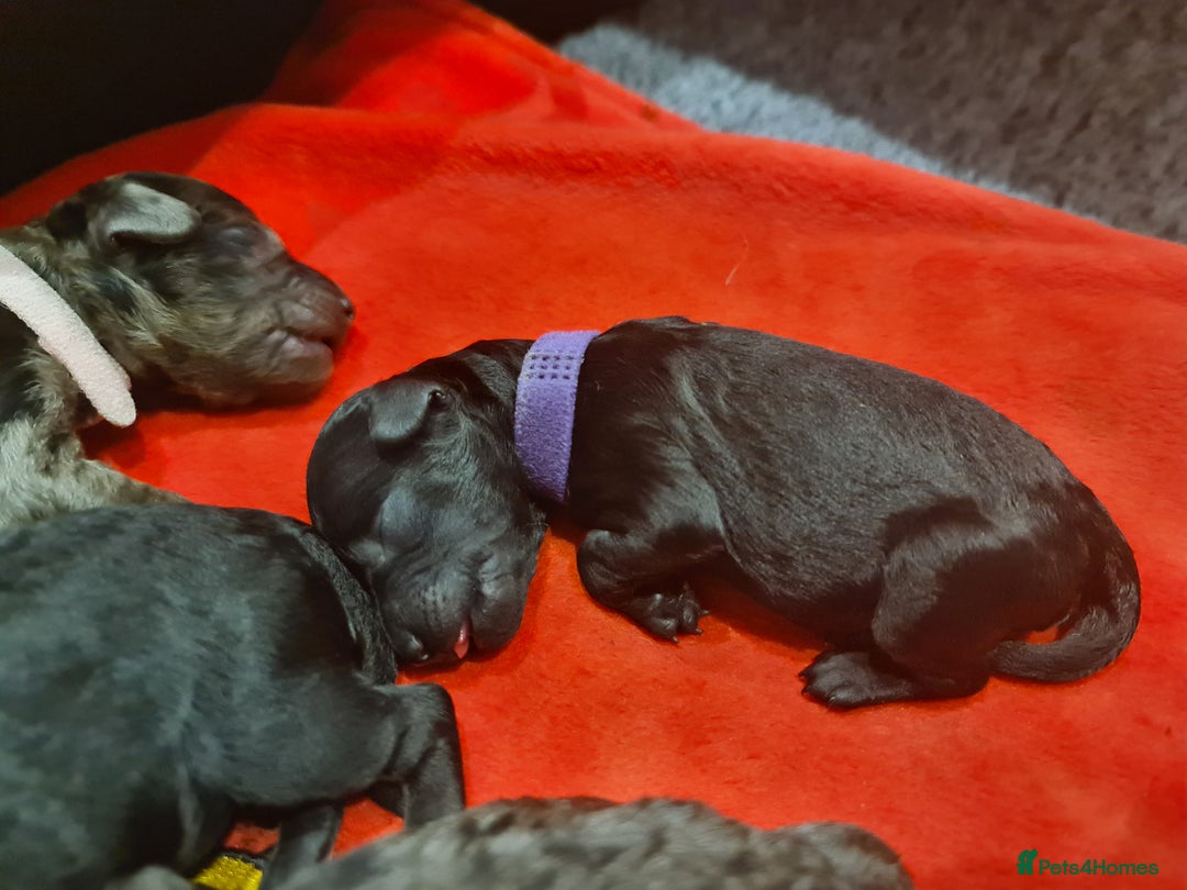 Cockapoo dogs for sale: ADORABLE F2B COCKAPOO PUPPIES 🐶 😍  - Image 12
