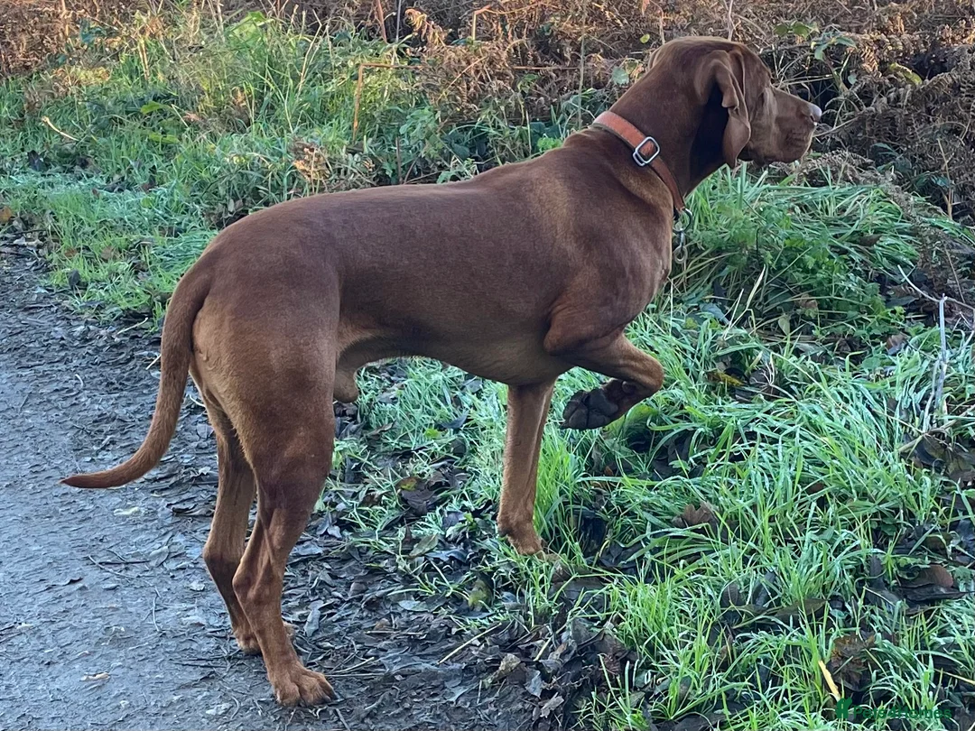 Hungarian Vizsla dogs for stud: KC registered, World Champion blood line stud.  - Advert 10