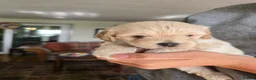 Shihpoo dogs for sale: 🐾 Gorgeous Shihpoo puppies for sale 🐾 - Advert 20