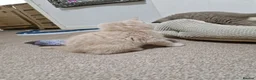 British Shorthair cats for sale: Beautiful British Shorthair Kittens 😻 - Advert 29