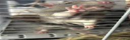 Rat rodents for sale: 2 rats with full cage set up in London - Advert 5