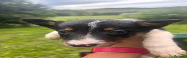 Border Collie 3
