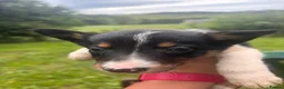 Border Collie dogs for sale: Collie pups  - Advert 5
