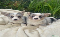 Welsh Corgi Cardigan dogs for sale: ⭐️Beautiful Cardiganshire Corgi Pups⭐️*1 LEFT* - Image 25