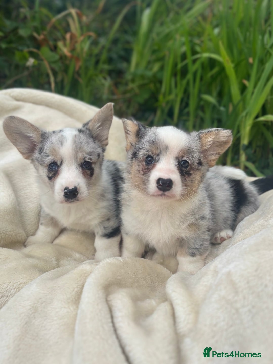 Welsh Corgi Cardigan dogs for sale: ⭐️Beautiful Cardiganshire Corgi Pups⭐️*1 LEFT* - Image 25