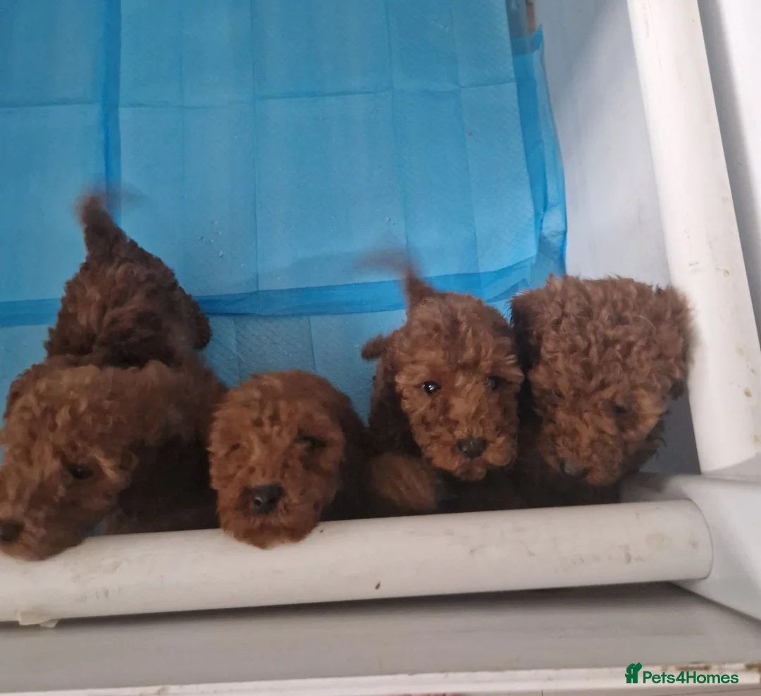 Miniature Poodle dogs for sale: Miniature poodle  in Saint Helens - Advert 5