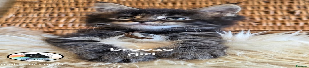 Maine Coon Kitten 8