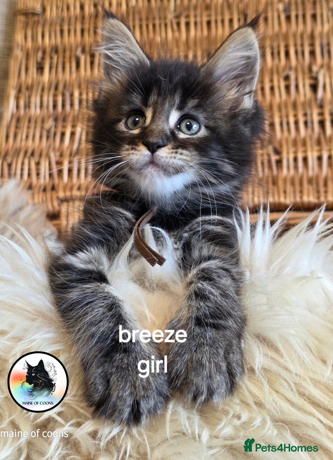 Maine Coon cats for sale: Maine coon kittens - Image 24