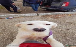 Mixed Breed dogs for adoption: Meet Cloud, currently residing in Cheshire  - Image 9