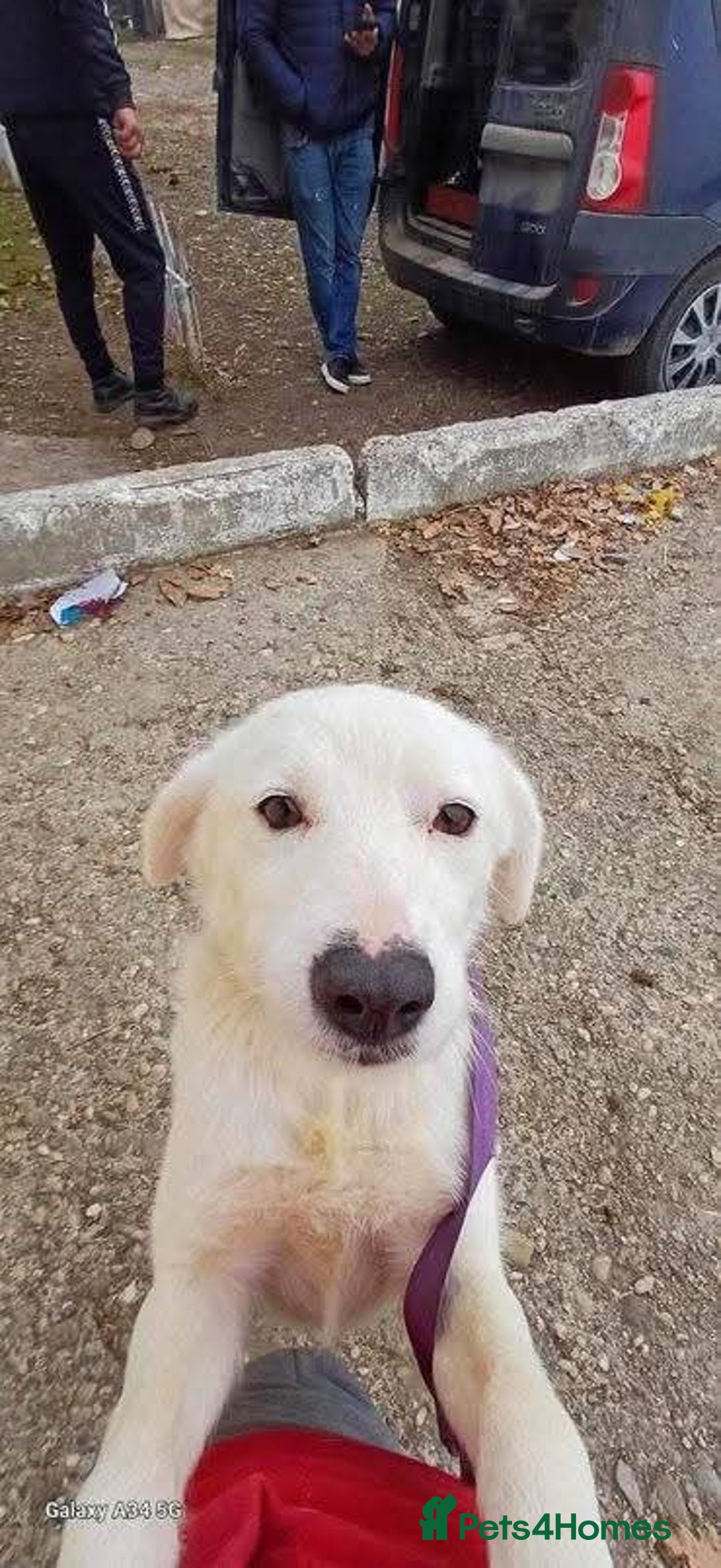 Mixed Breed dogs for adoption: Meet Cloud, currently residing in Cheshire  - Image 9