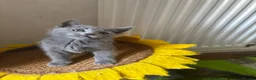 Russian Blue cats for sale: PURE PEDIGREE RUSSIAN BLUE KITTENS INSTAGRAM STARS - Advert 20