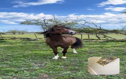 Welsh Section C horses for sale: colt for sale  - Image 13