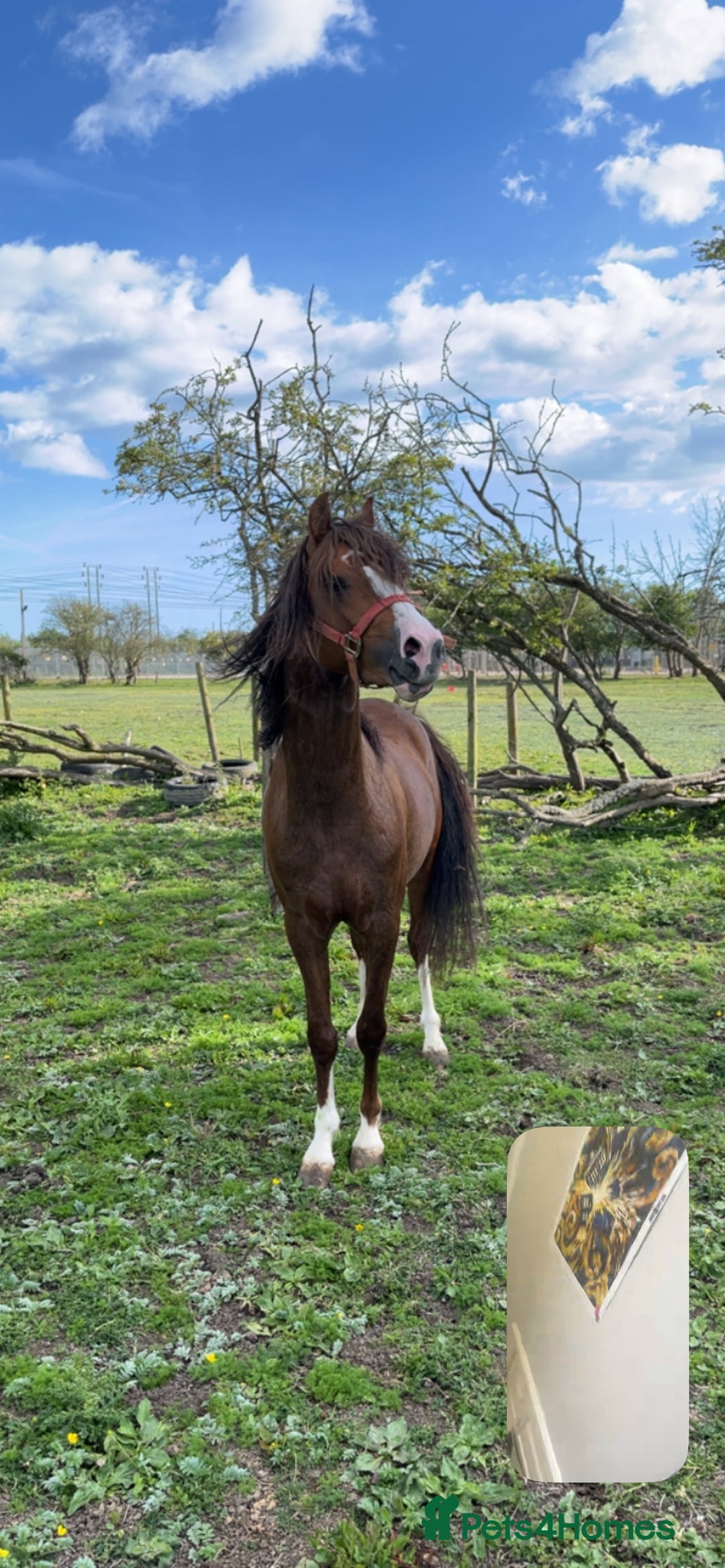 Welsh Section C horses for sale: colt for sale  - Image 13