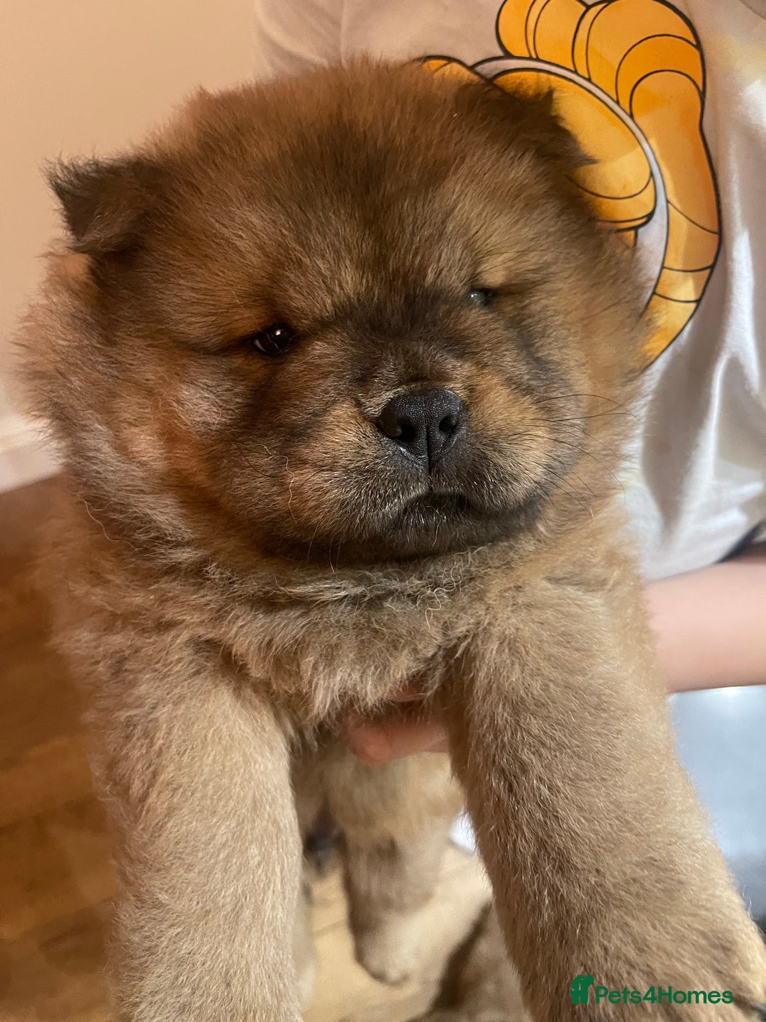 Chow Chow dogs for sale:  Chow chow  - Advert 8