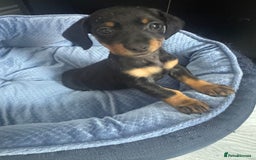 Chihuahua dogs for sale: Miniature dashshund Only 8 weeks old - Image 4