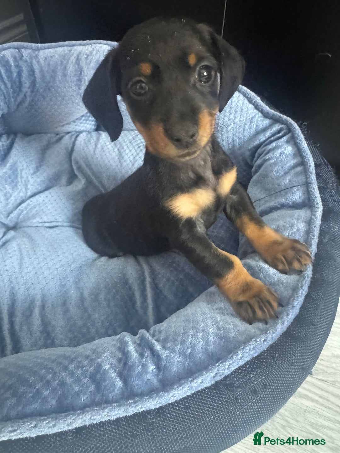 Chihuahua dogs for sale: Miniature dashshund Only 8 weeks old - Image 4