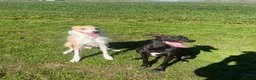 Lurcher dogs for sale: Maui needs a home - Advert 2