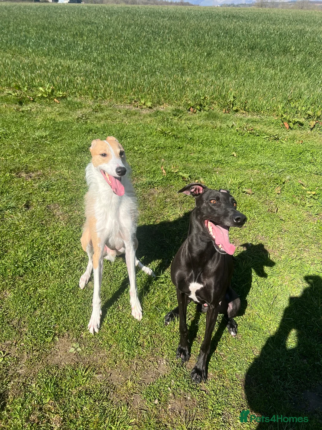 Lurcher dogs for sale: Maui needs a home - Advert 2