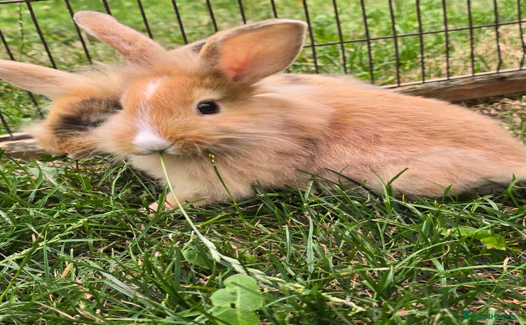 Mini Lion Lop rabbits - Advert 14