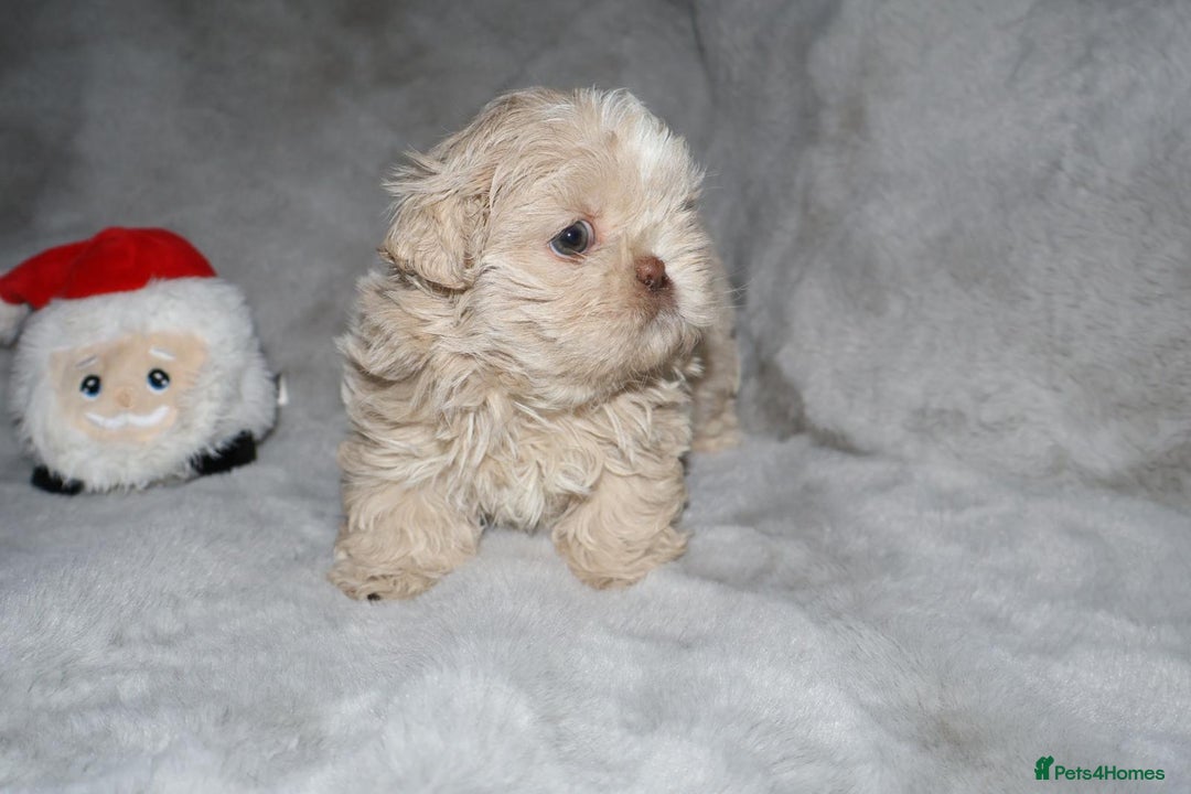 Shih Tzu dogs for sale: ✨️Exceptional Imperial Litter Ready Mid December✨️ - Advert 19