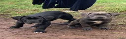 Cane Corso dogs for sale: 3 Beautiful cane corso Puppies for Sale - Advert 8