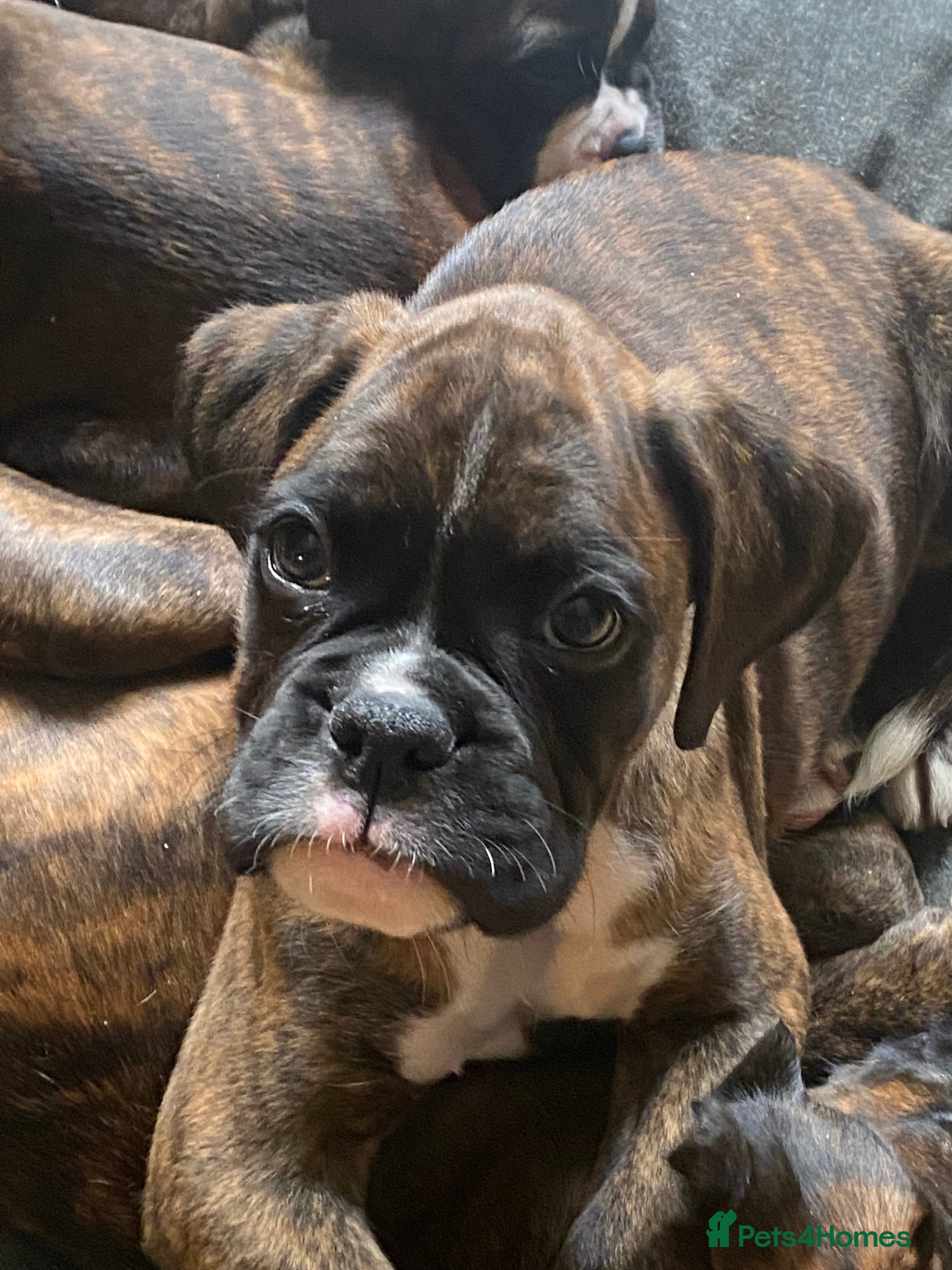 Boxer dogs KC Registered Boxer Puppies - health tested - Advert 2