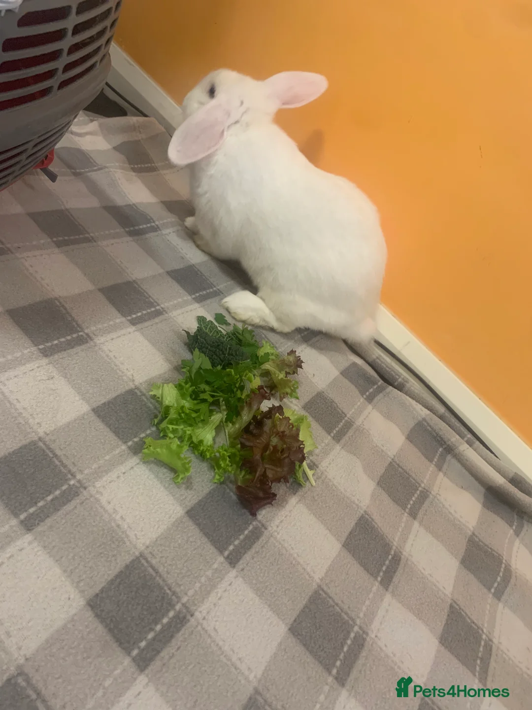 Mini Lop rabbits for sale: Adorable Baby Bunnies🥰- Mini Lops Mixed  - Advert 15