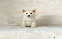 Siberian Husky dogs for sale: Stunning exotic colour chowsky puppies for sale  - Image 34