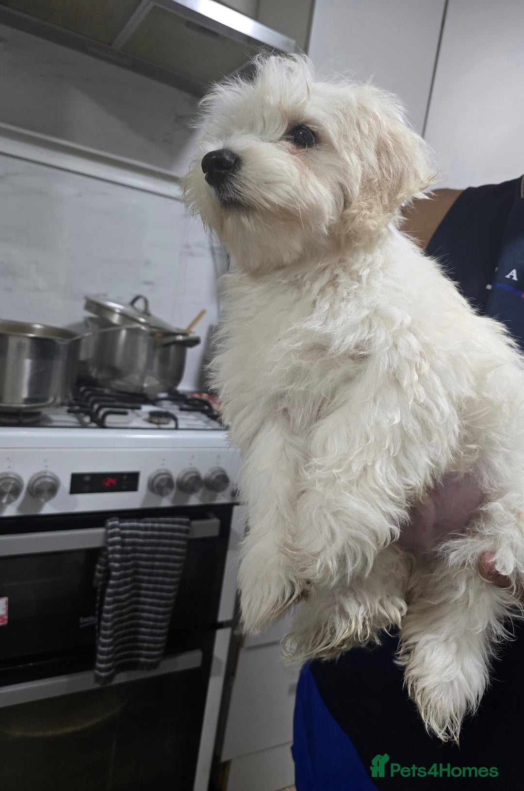 Maltese dogs for sale: Lovely maltese ready to go - Image 5