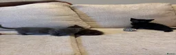 Munchkin cats for sale: RARE BLUE SHORTHAIRED SPOTTED MUNCHKIN BOY  - Advert 15
