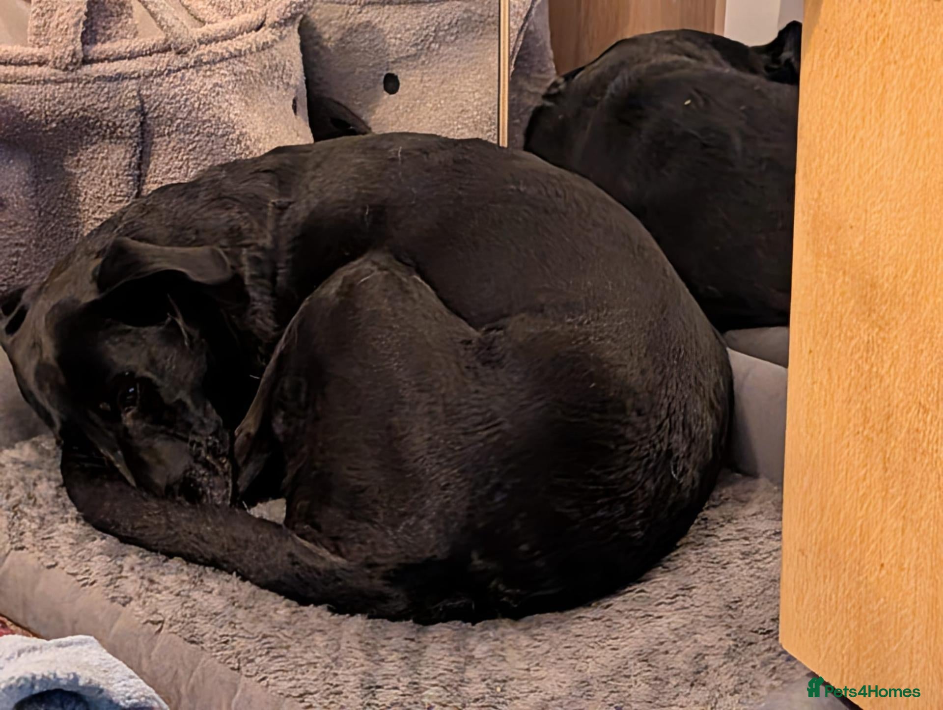 Mixed Breed dogs Kiara Loving Female Looking for a New Home - Advert 1