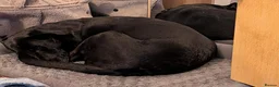 Mixed Breed dogs for sale: Kiara Loving Female Looking for a New Home - Advert 1