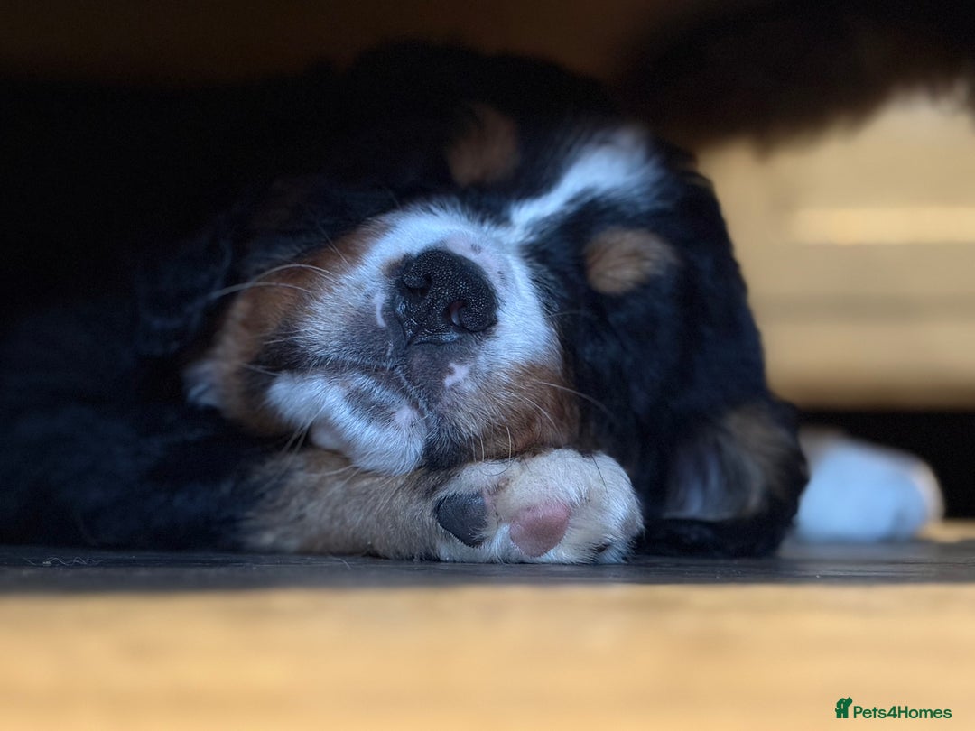 Bernese Mountain Dog dogs for sale: Beautiful Bernese Mountain puppies  - Advert 5