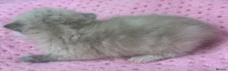 Exotic cats for sale: 3 beautiful quality exotic kittens - Advert 19
