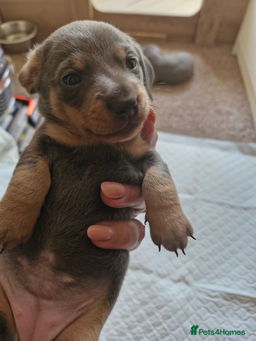 Miniature Dachshund dogs for sale: Miniture dashhound blue and tan - Image 13